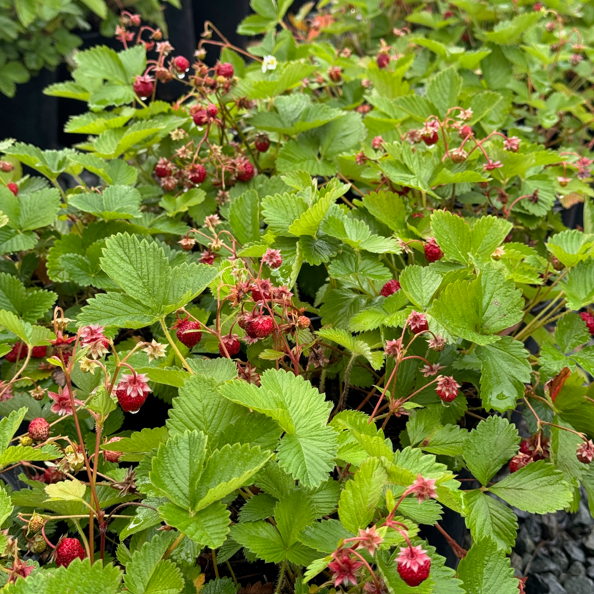 Woodland Strawberry