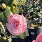 Pearl Maxwell Camellia