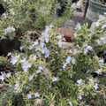 Irene Rosemary
