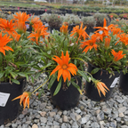 Giant Deep Orange Treasure Flower