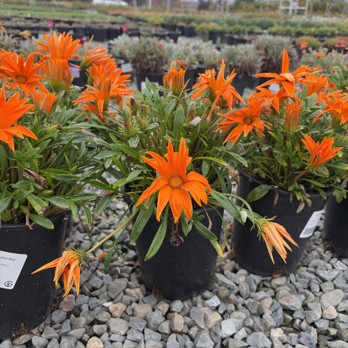 Giant Deep Orange Treasure Flower