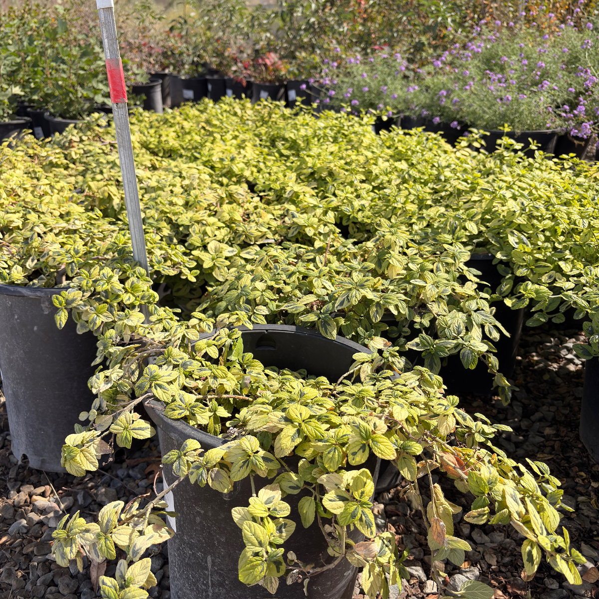 Variegated Carmel Creeper California Lilac