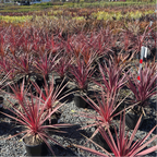 Dancing Paso Doble Cordyline