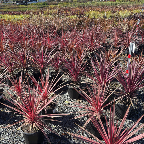 Dancing Paso Doble Cordyline | Red-Streaked Architectural Plant
