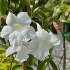 White Bower Vine