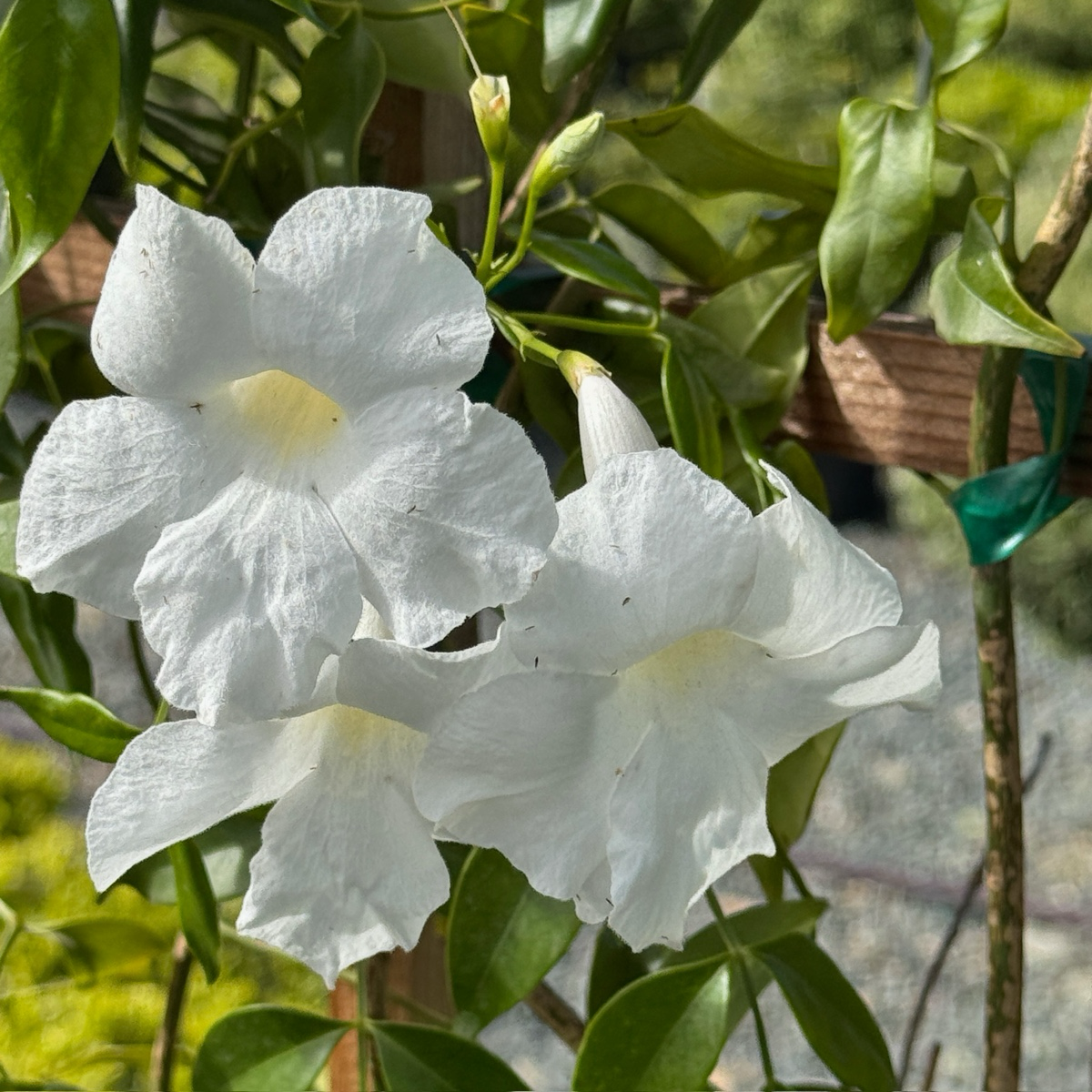 White Bower Vine