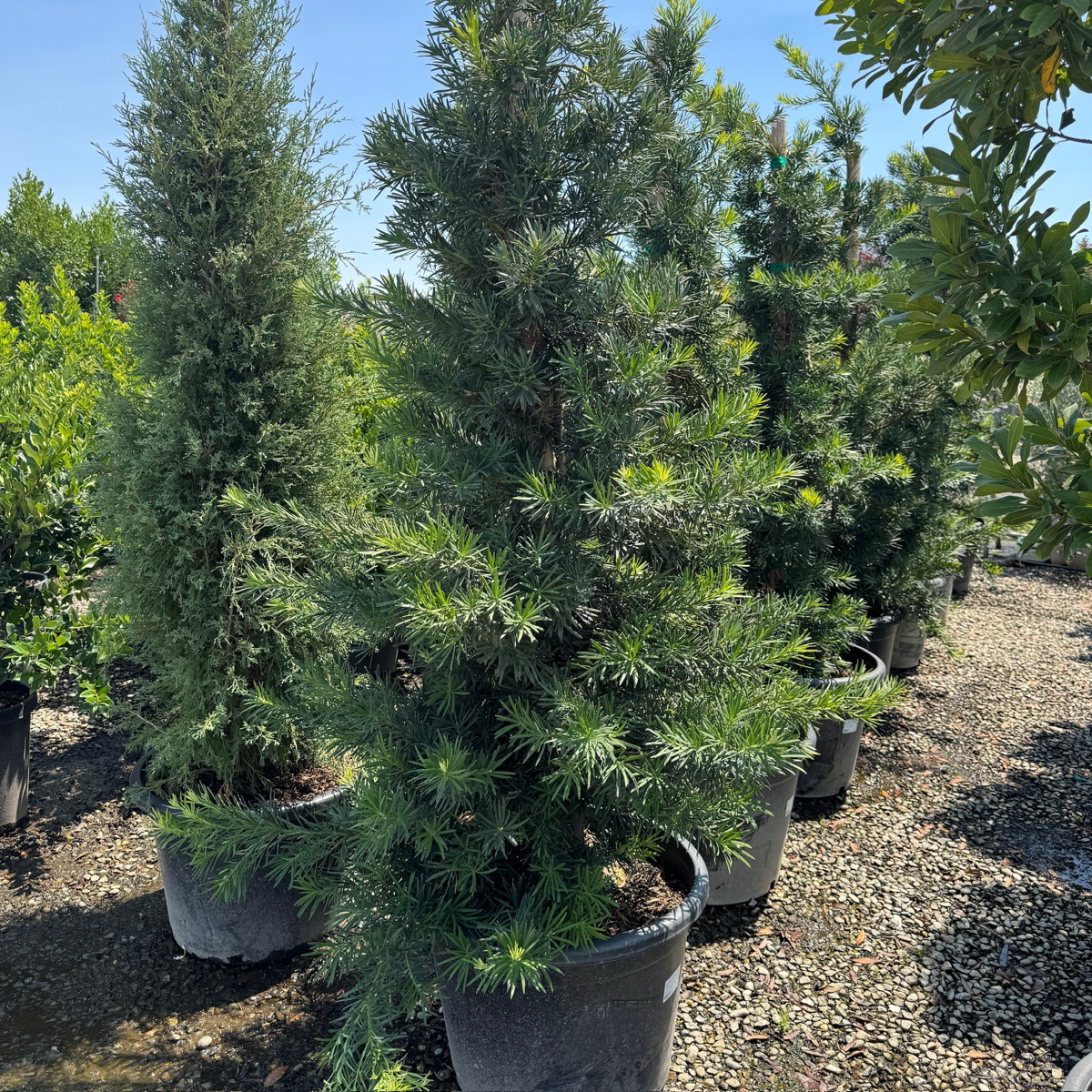 Shrubby Yew Pine