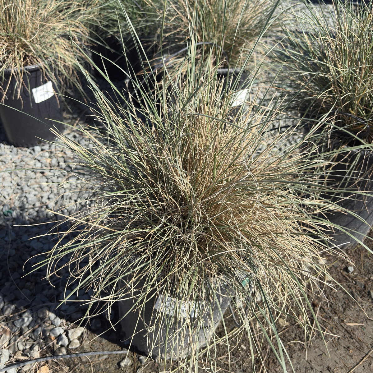 Mexican Deer Grass