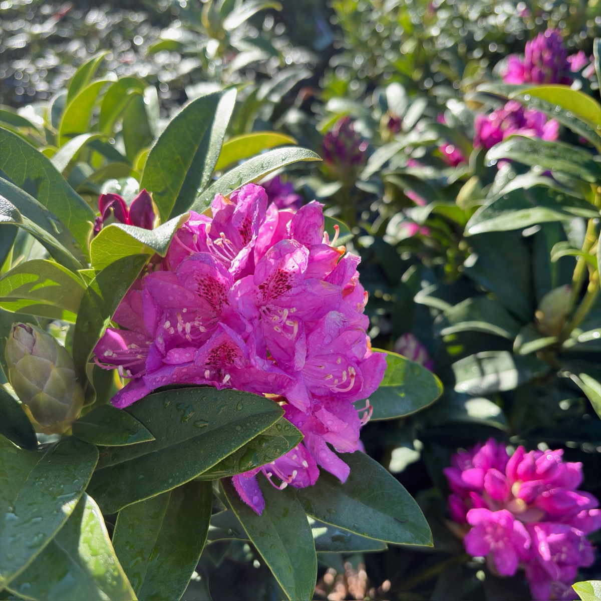 Anah Kruschke Rhododendron