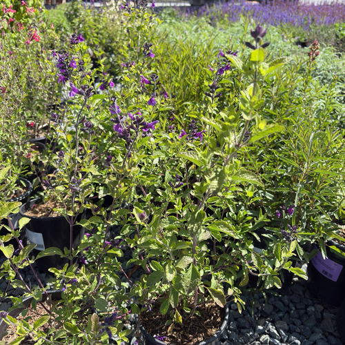 Blue Velvet Sage