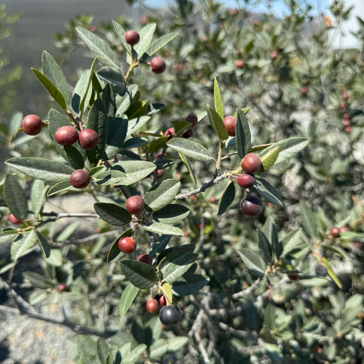 Mound San Bruno Coffeeberry
