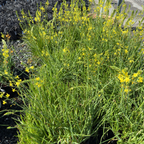 Stalked Bulbine