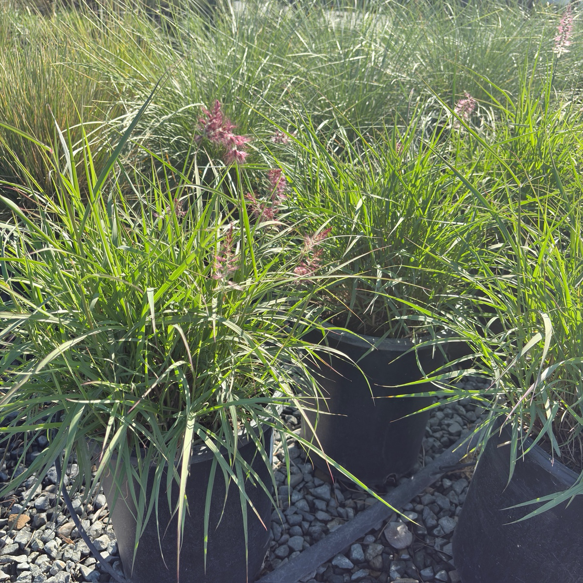 Karley Rose Oriental Fountain Grass