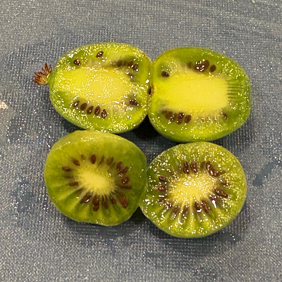 Magic Hardy Kiwi Combination