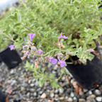 Blue Wonder Catmint