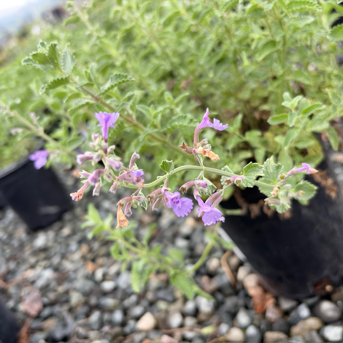 Blue Wonder Catmint