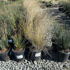Mexican Deer Grass