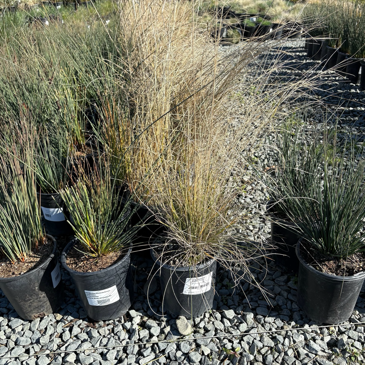 Mexican Deer Grass