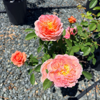 Carding Mill Austin Rose