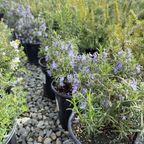 Blue Spires Rosemary