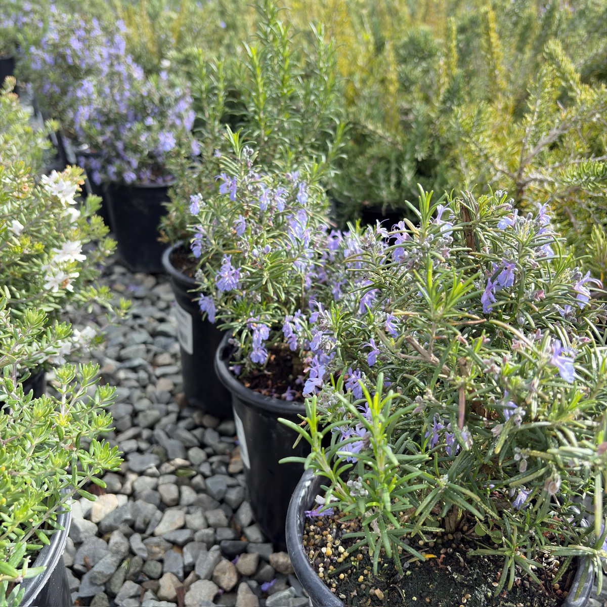 Blue Spires Rosemary