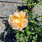 Lady of Shalott Austin Rose