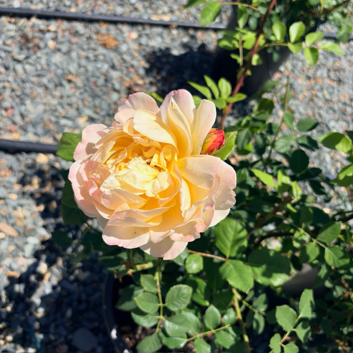 Lady of Shalott Austin Rose