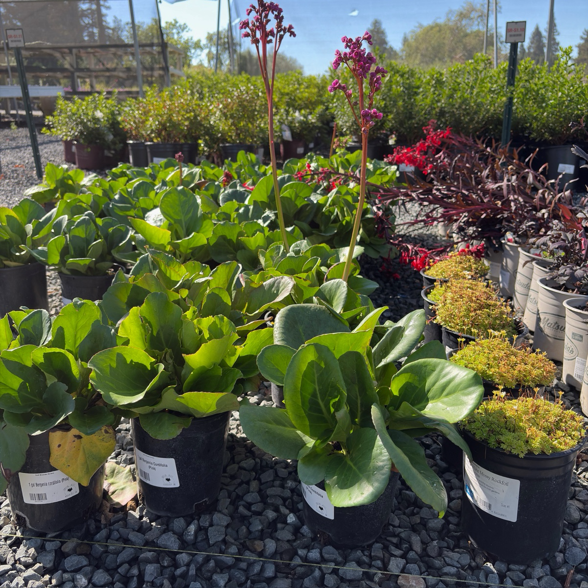 Heartleaf Bergenia