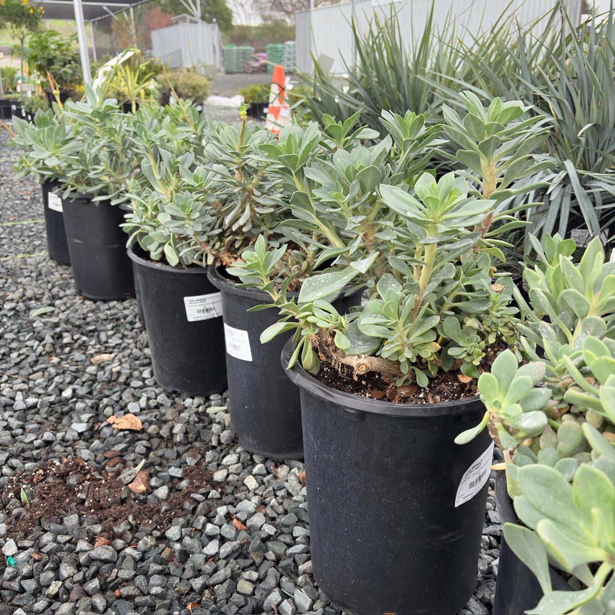 Rock Purslane