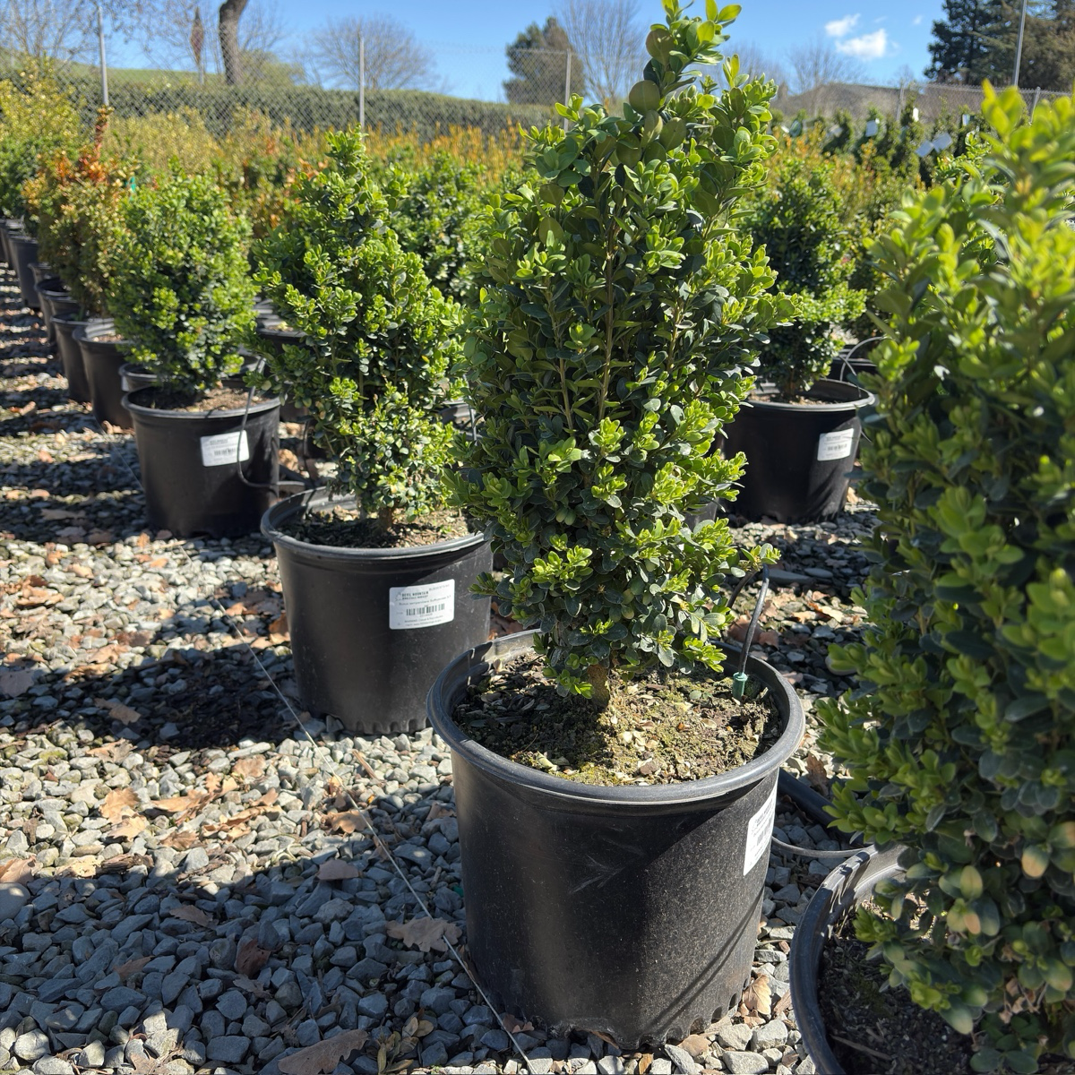 True Dwarf Common Boxwood