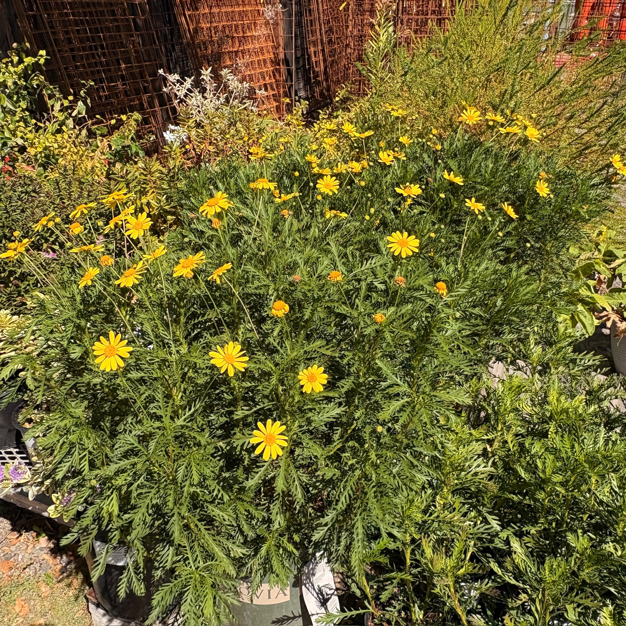 Green Leaved Bush Daisy