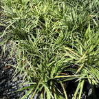 Aztec Grass Lily Turf