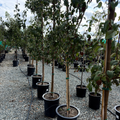 Bosc Pear