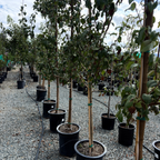 Bosc Pear