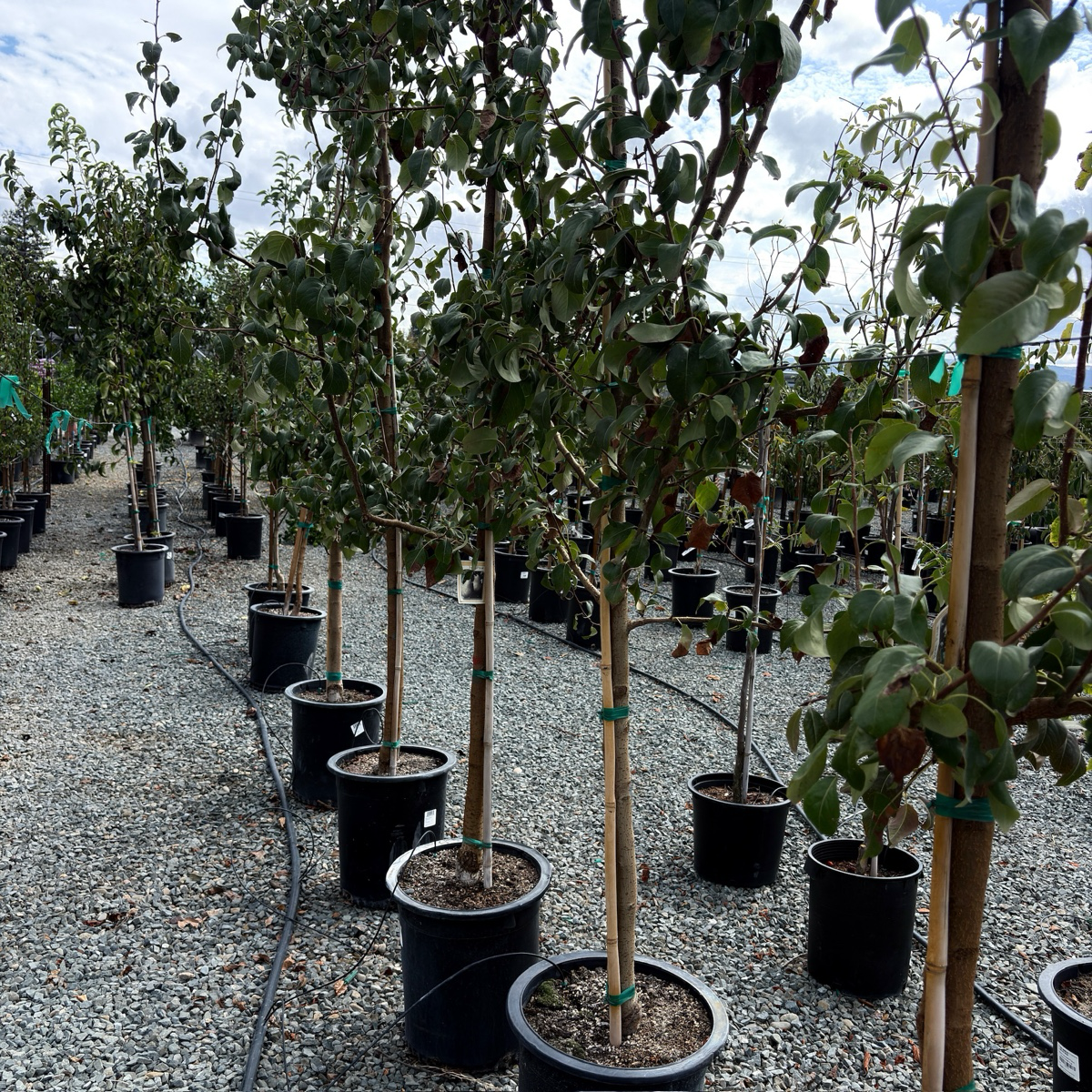 Bosc Pear