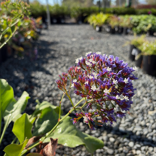 split lavender plant Sea Lavender