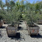 Swan Hill Olive Tree