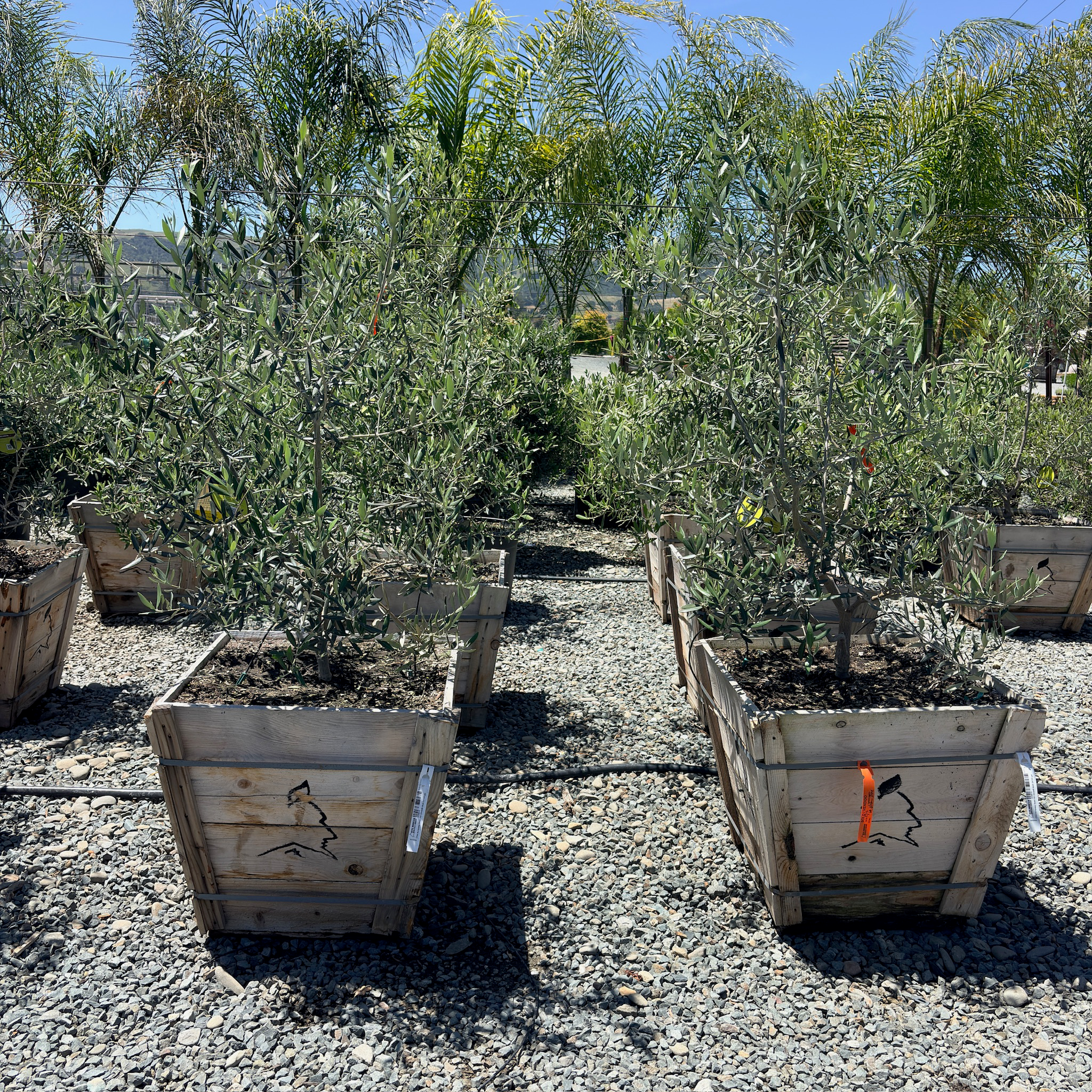 Swan Hill Olive Tree