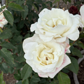 John F. Kennedy Rose
