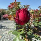 Oklahoma Rose