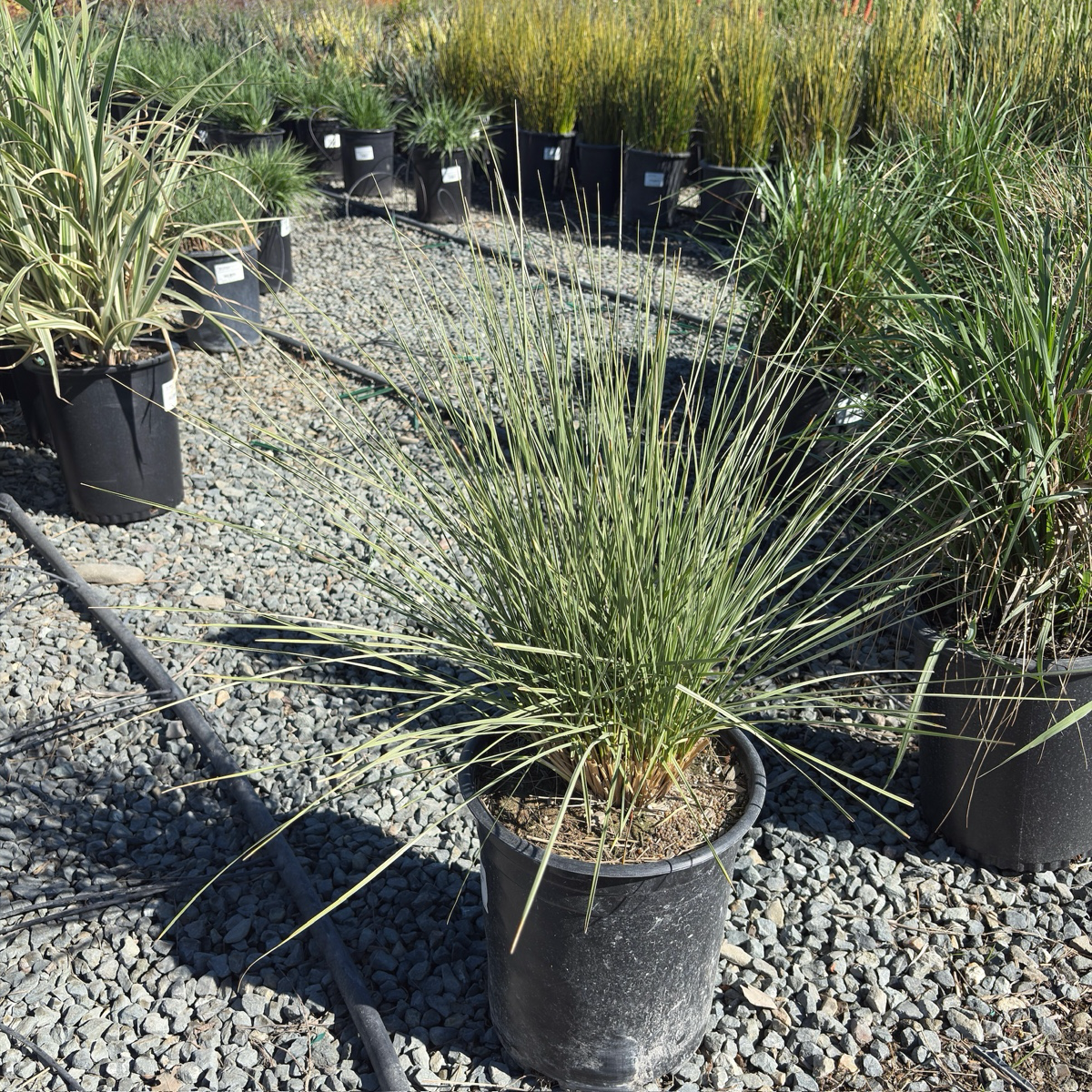 Atlas Fescue, Maire's Fescue