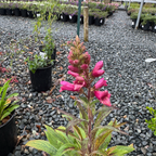 Illumination Raspberry Foxglove