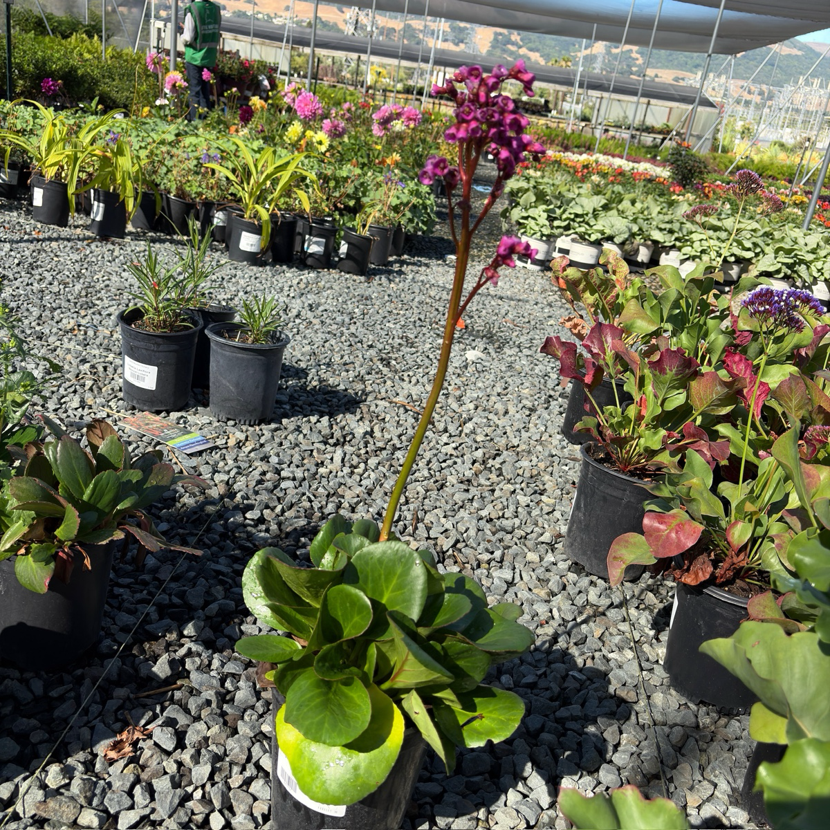Heartleaf Bergenia