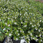 White False Heather
