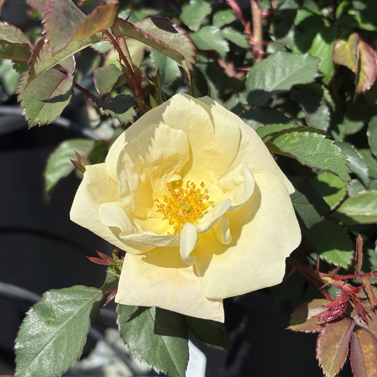 White Knock Out Rose