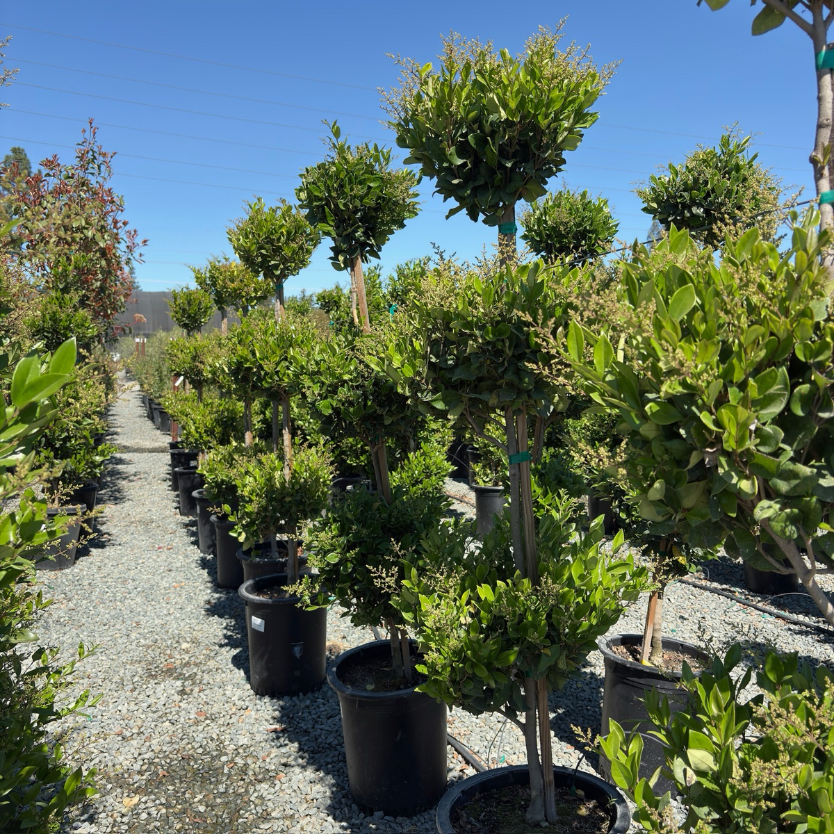 Waxleaf Privet