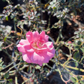 Bonica Rose