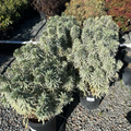 Silver Swan Spurge