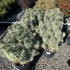 Silver Swan Spurge