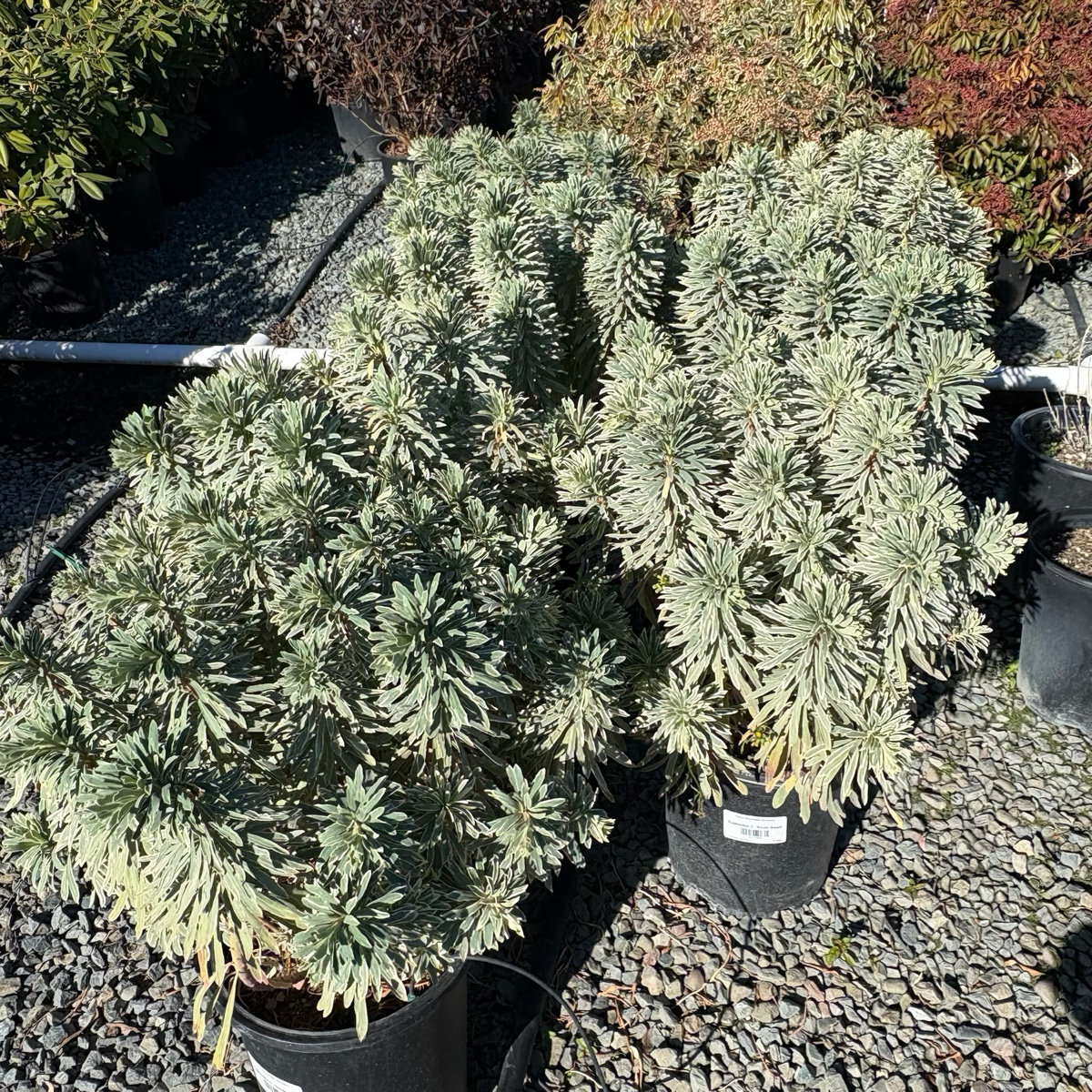 Silver Swan Spurge